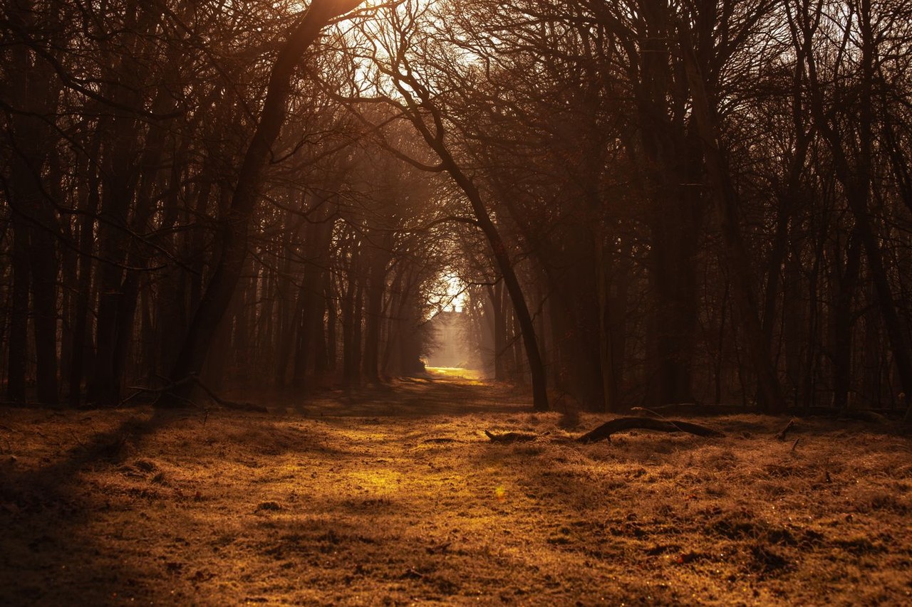 Waldweg im warmen goldenen Abendlicht