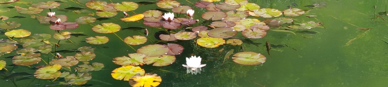 Weisse Seerosen zwischen Seerosenblättern auf ruhigem Wasser